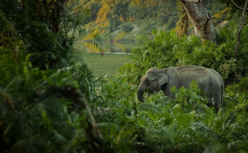 Elephant in Jungle — Green, Serene, Afternoon