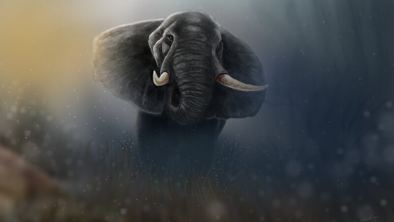 Elephant in Mist — Gray