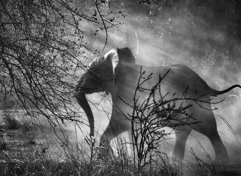 Elephant in Mist