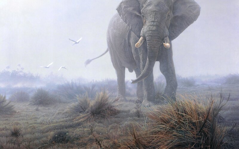 Elephant in Misty Field — Gray, Serene, Morning