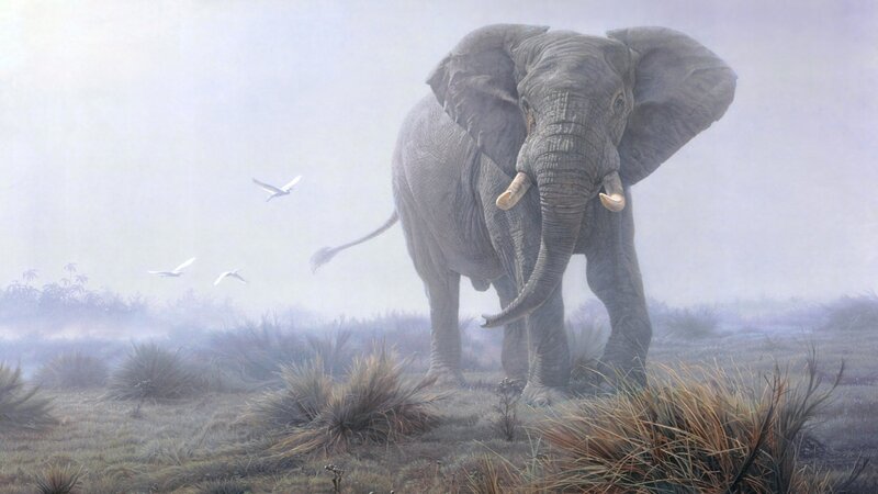 Elephant in Misty Field