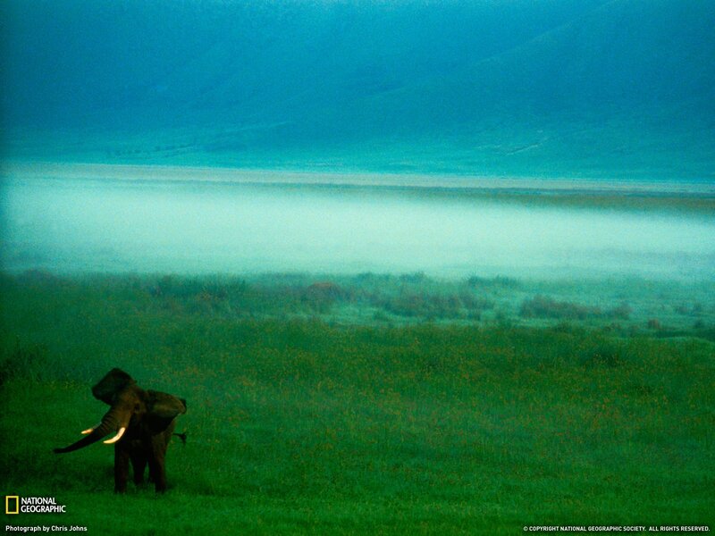 Elephant in misty landscape