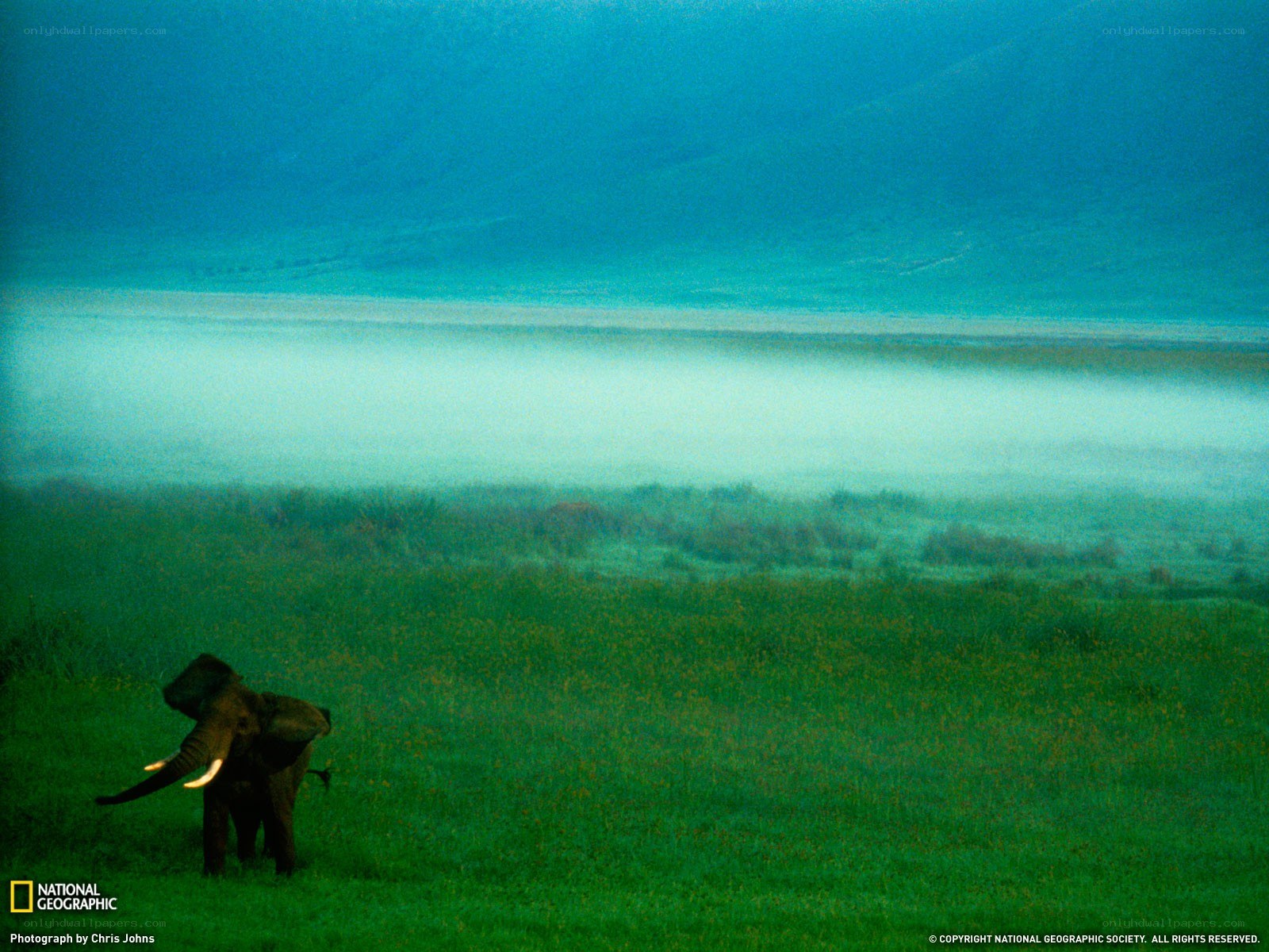 Elephant in misty landscape