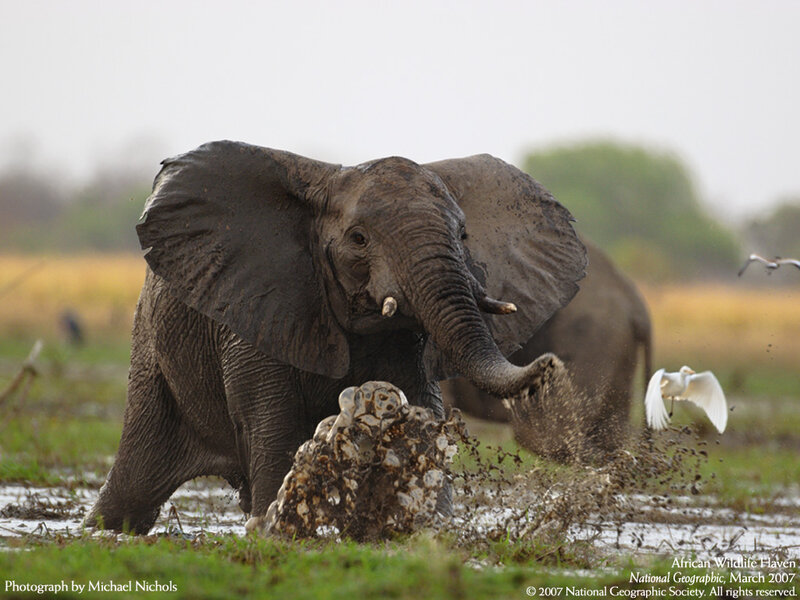 Elephant in Mud