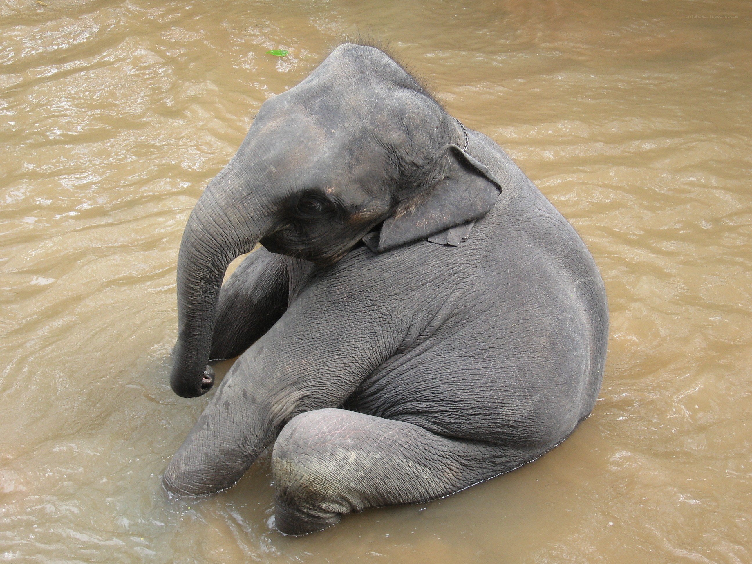 elephant in muddy water