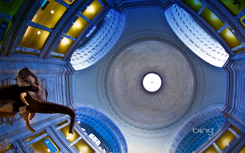 Elephant in museum dome