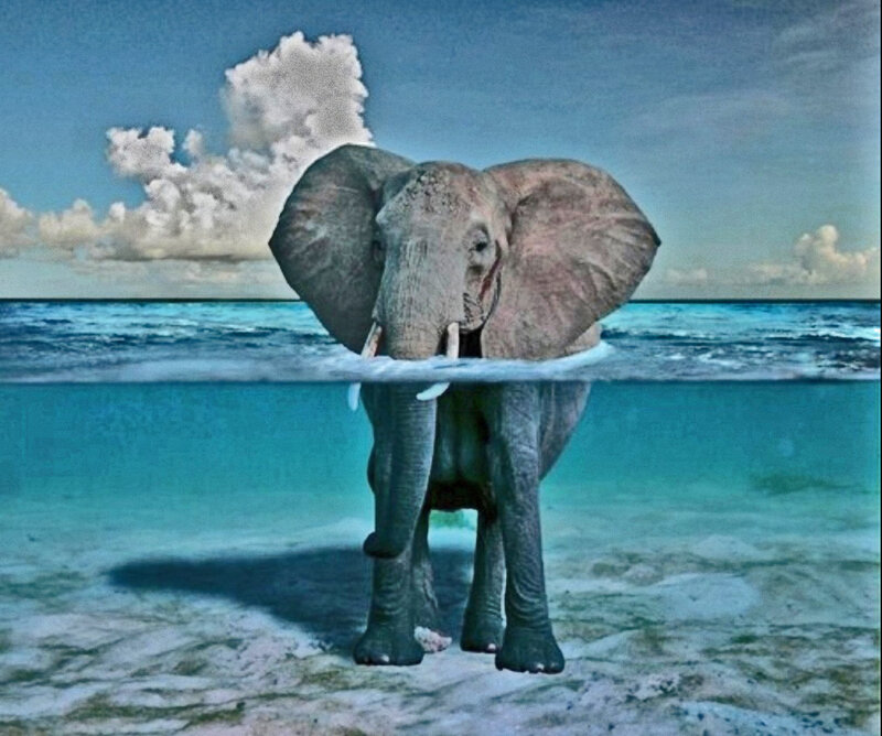 Elephant in Ocean