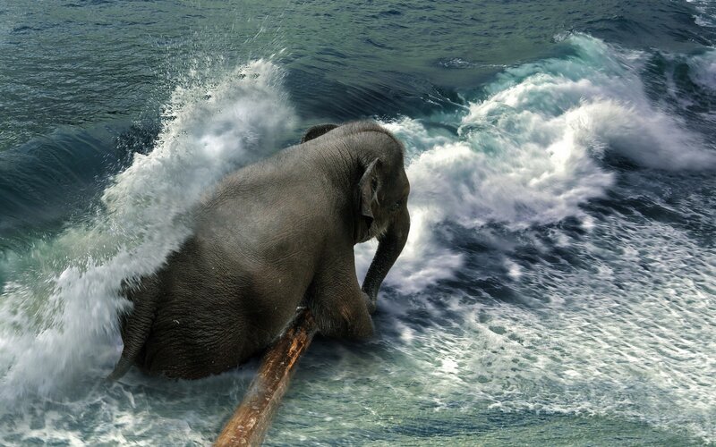 Elephant in Ocean Waves — Blue