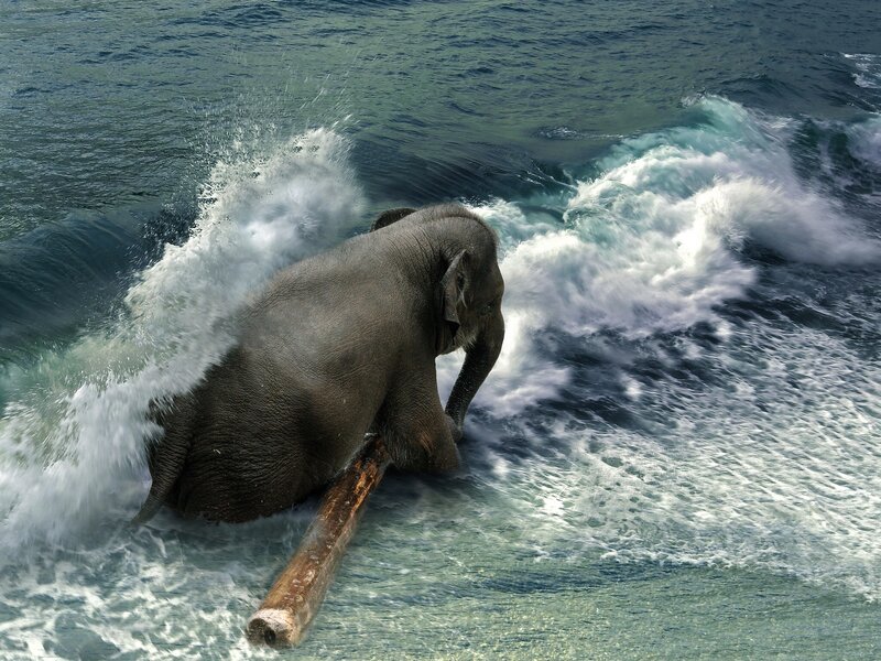 Elephant in Ocean Waves