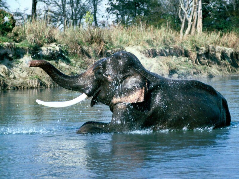 Elephant in River — Blue