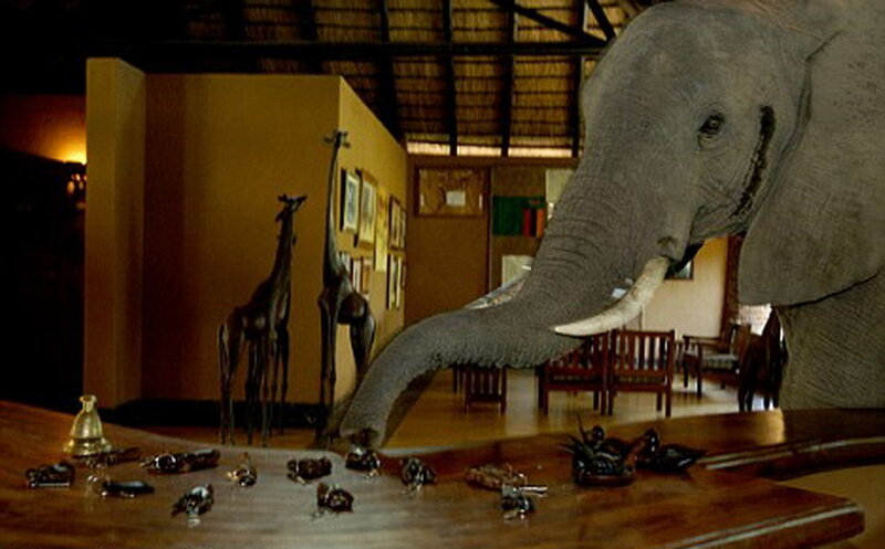 Elephant in Room