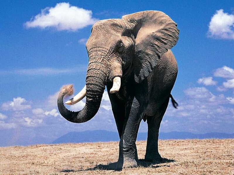 Elephant in Savanna — Blue, Serene, Afternoon