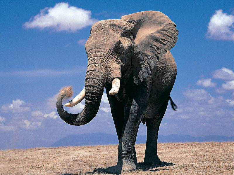 Elephant in Savanna — Blue, Serene