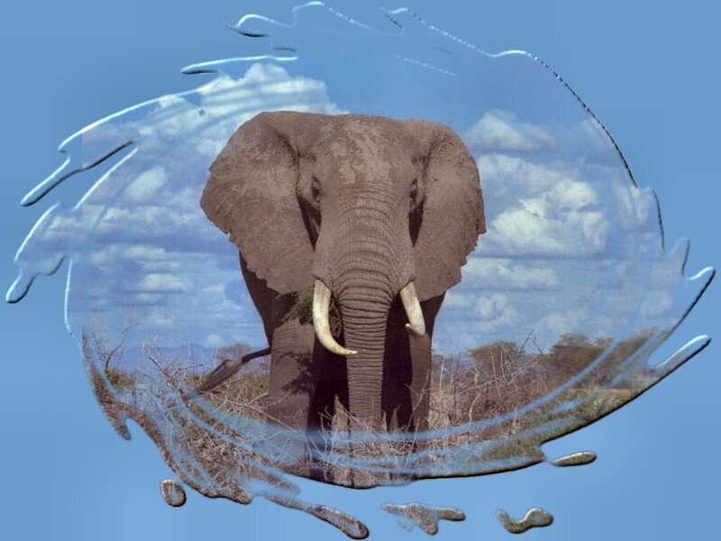 Elephant in Savanna — Blue