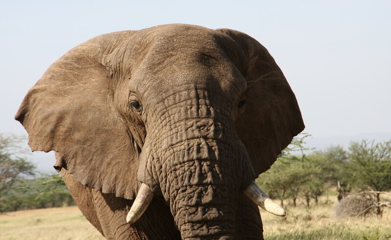 Elephant in Savanna — Brown, Calm