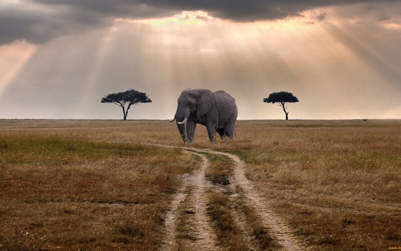 Elephant in Savanna — Brown, Dramatic, Sunrise