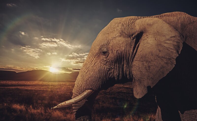 Elephant in Savanna — Brown, Dramatic, Sunset