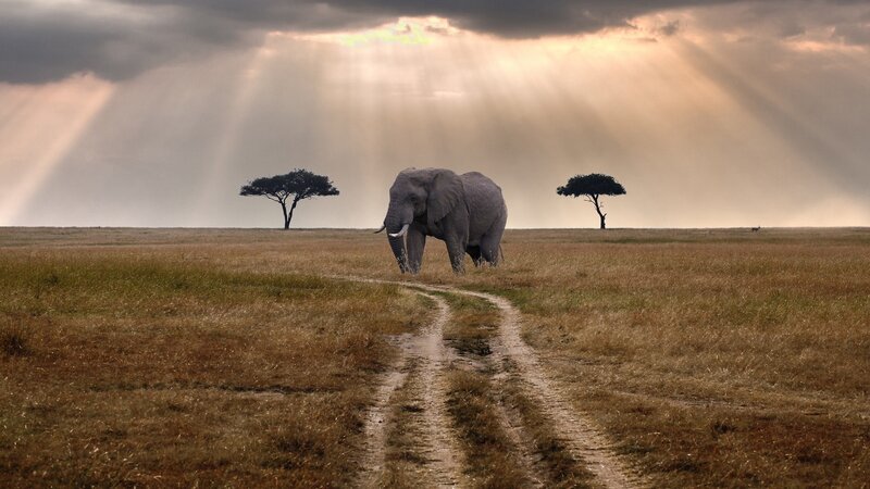 Elephant in Savanna — Brown, Dramatic