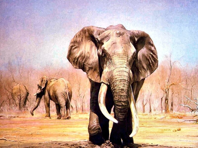 Elephant in Savanna — Brown, Serene, Afternoon