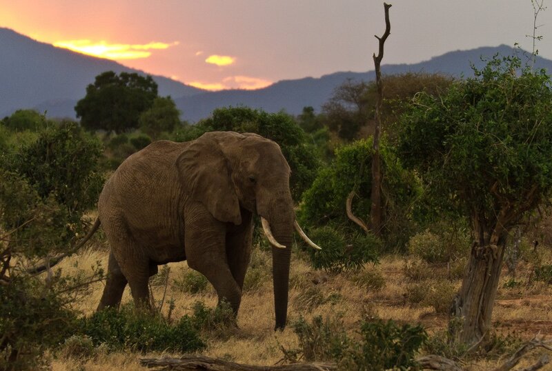 Elephant in Savanna — Brown, Serene, Sunset