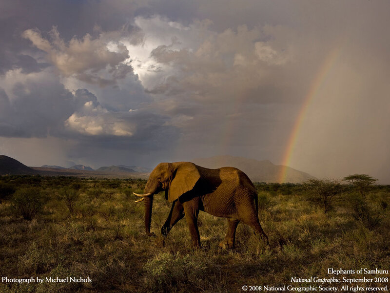 Elephant in Savanna — Brown