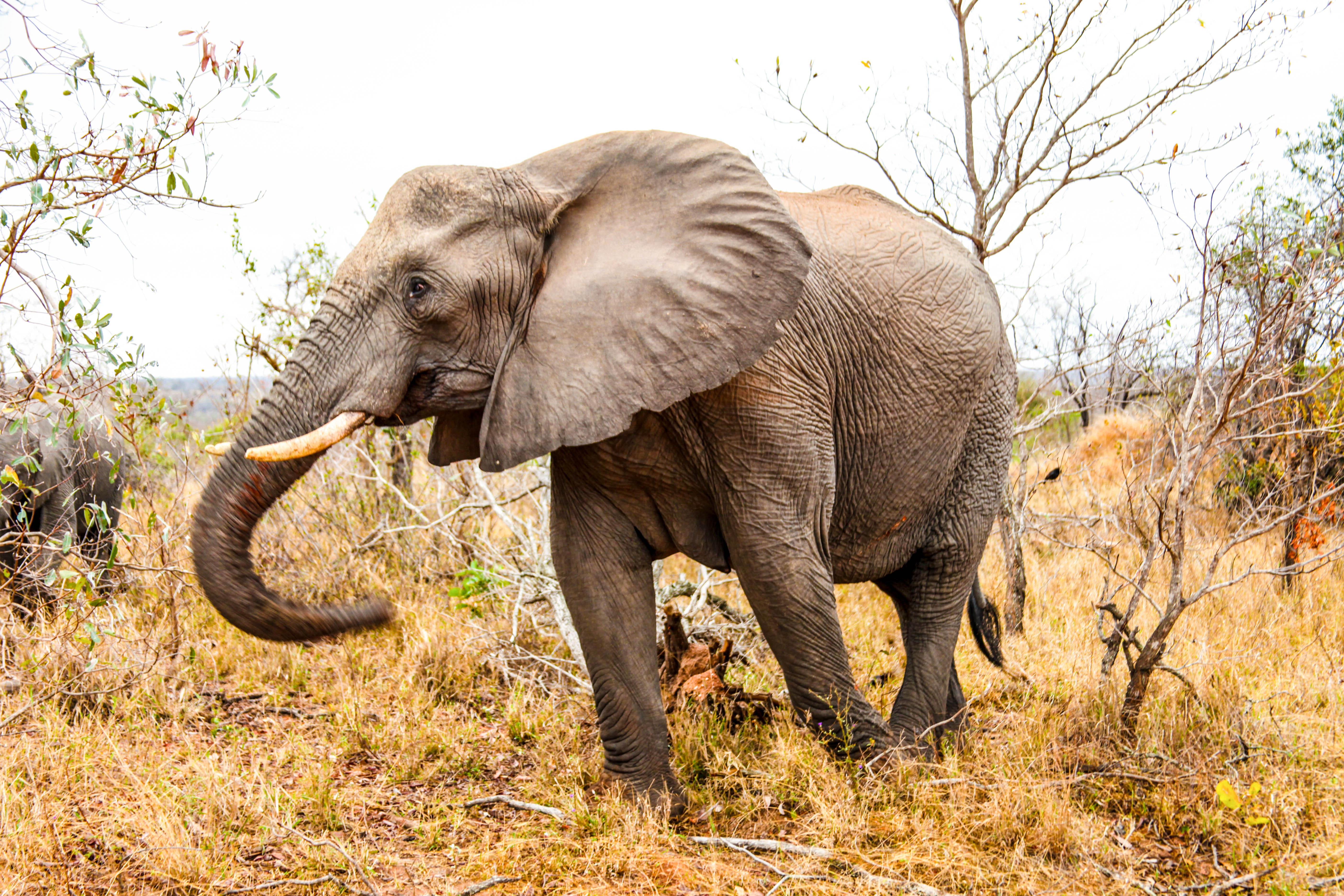 elephant in savanna grass