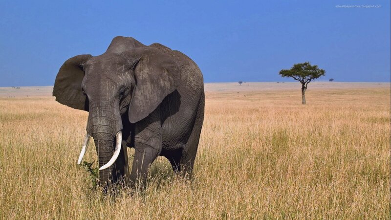 elephant in savanna grassland