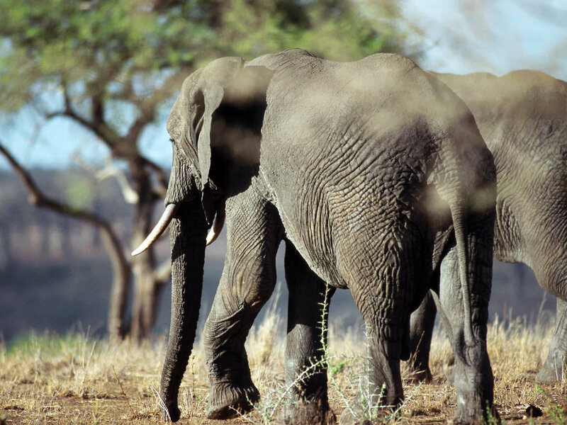 Elephant in Savanna — Gray, Natural