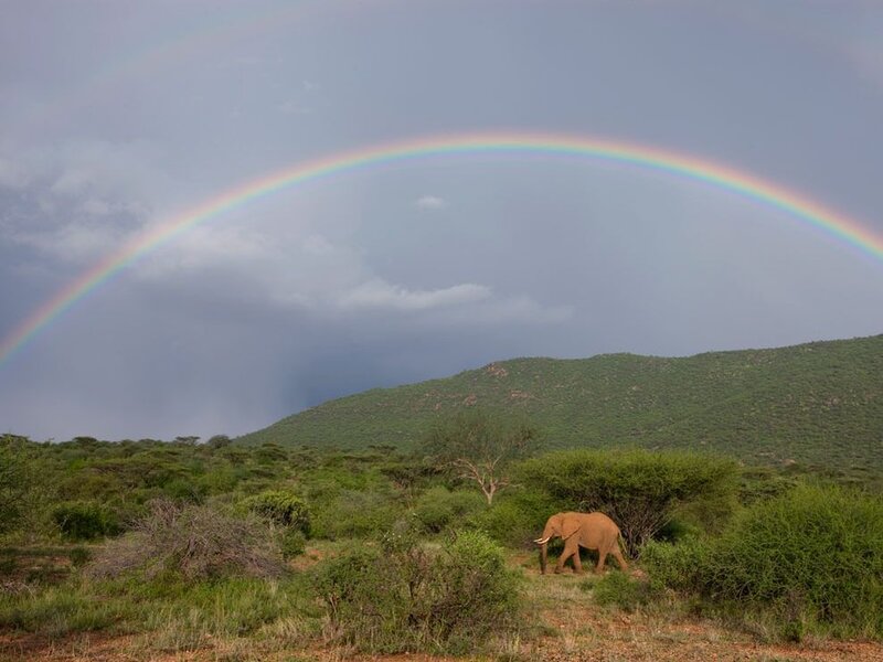 Elephant in Savanna — Green, Dramatic