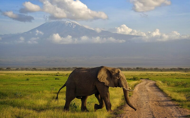 Elephant in Savanna — Green, Serene, Afternoon, Photograph, Mountain