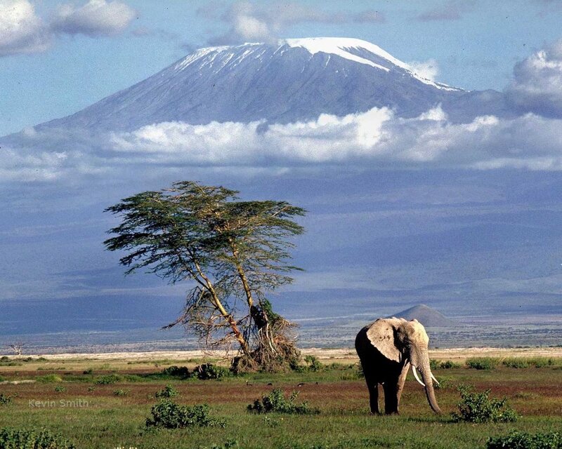 Elephant in Savanna — Green, Serene, Afternoon