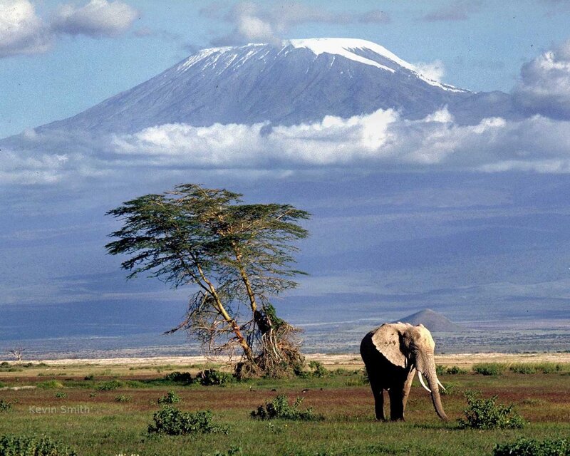 Elephant in Savanna — Green, Serene