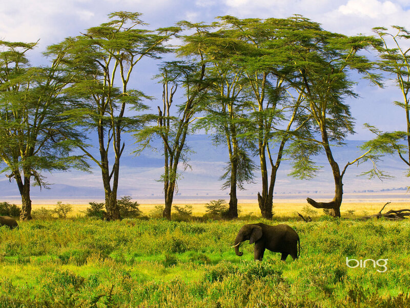 Elephant in Savanna — Green