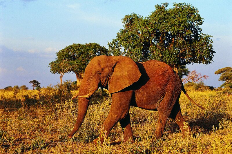 Elephant in savanna landscape