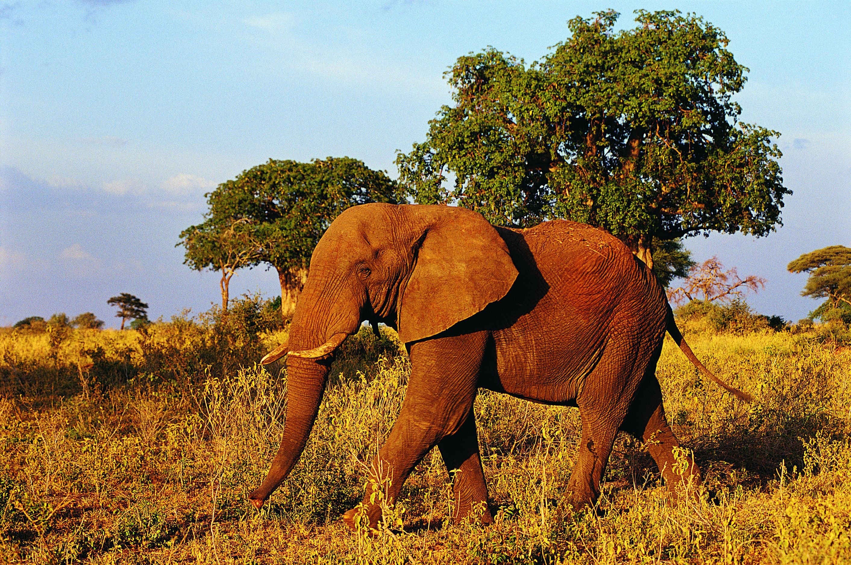 Elephant in savanna landscape