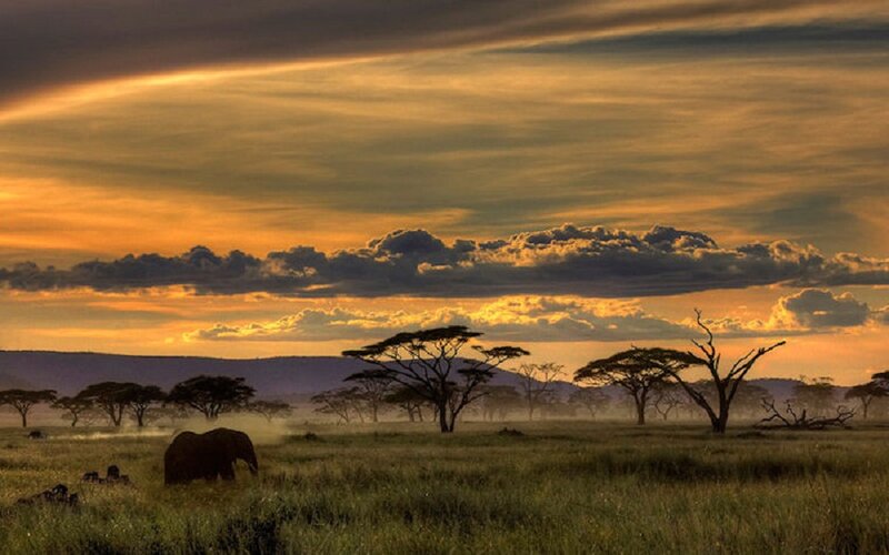 Elephant in Savanna — Orange