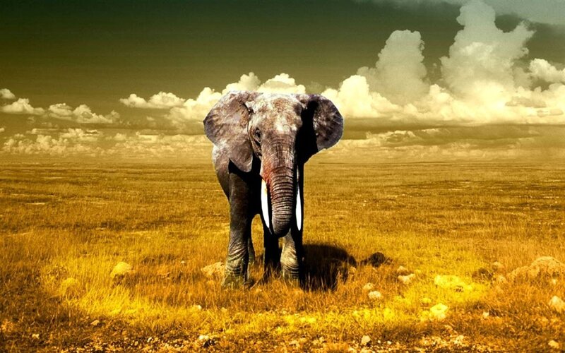 Elephant in Savanna — Yellow, Dramatic