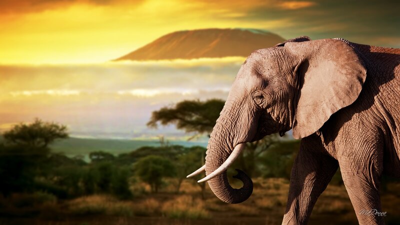 Elephant in Savanna — Yellow, Serene