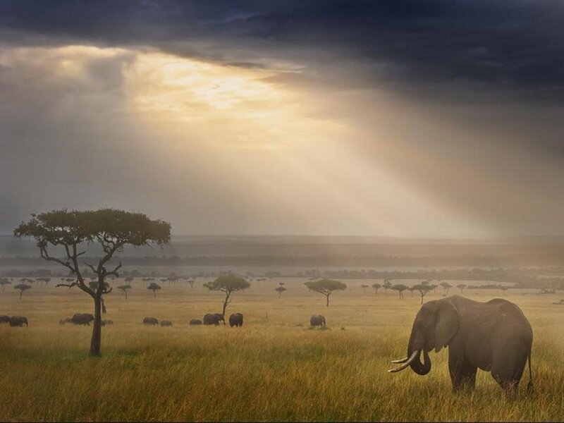Elephant in Savanna — Yellow