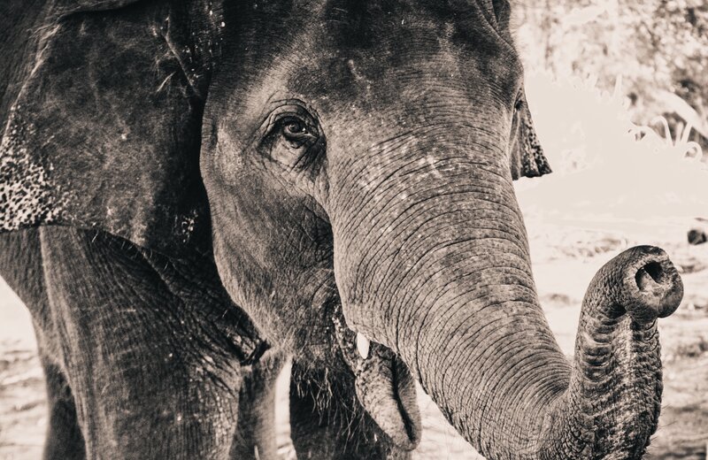 Elephant in Sepia