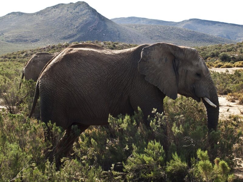Elephant in Shrubland