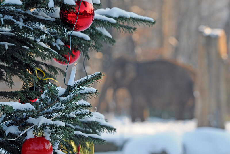 Elephant in Snow