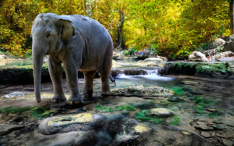 Elephant in Stream
