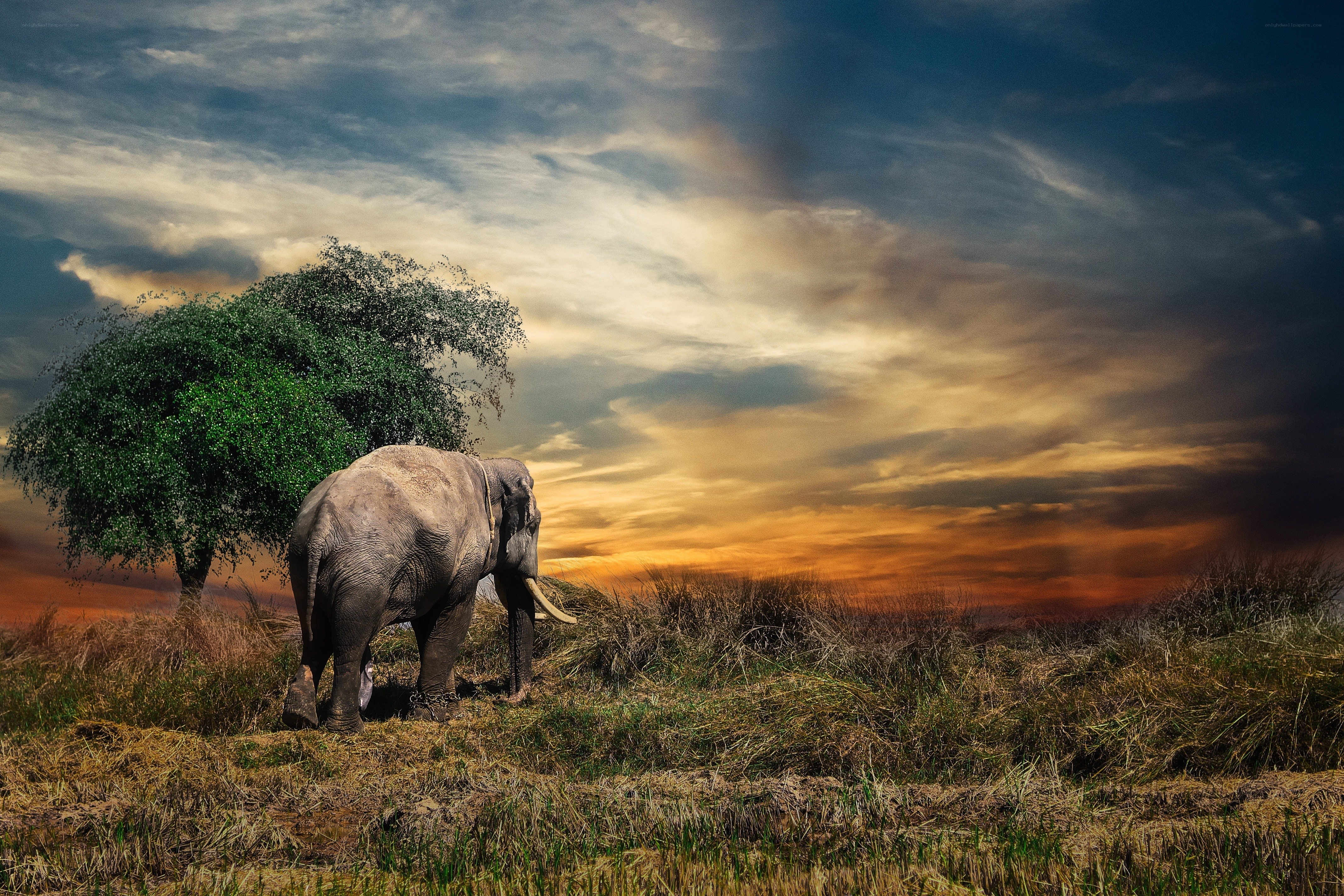 Elephant in sunset landscape