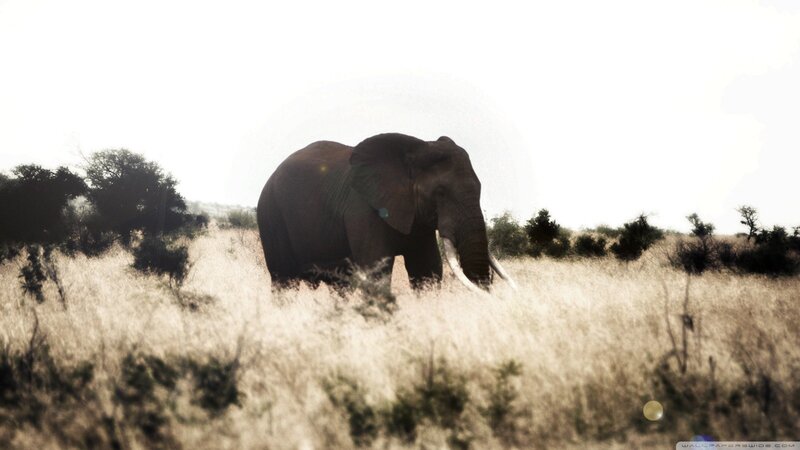 Elephant in Tall Grass — Brown, Serene, Afternoon