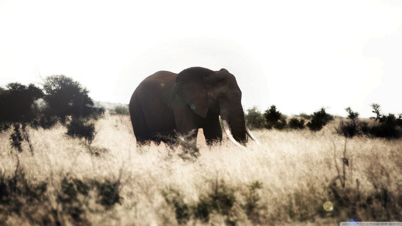 Elephant in Tall Grass — Brown, Serene