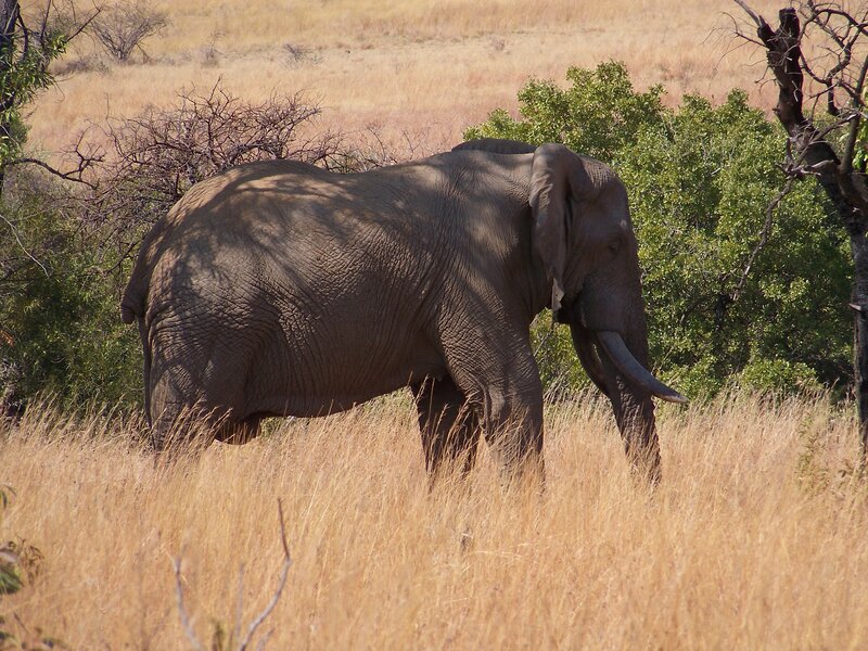 Elephant in Tall Grass — Brown