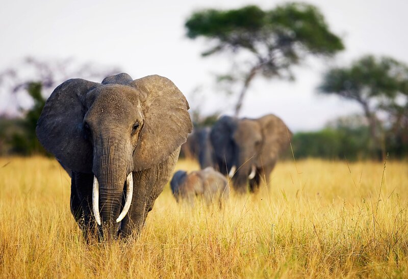 Elephant in Tall Grass — Yellow