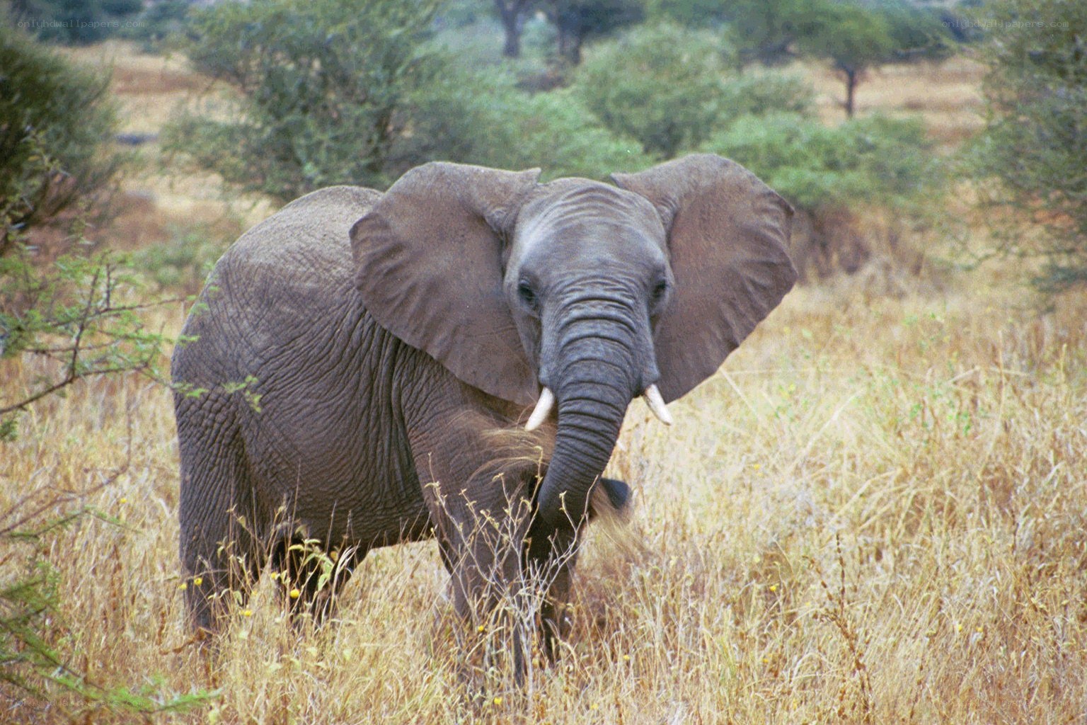 elephant in tall grass