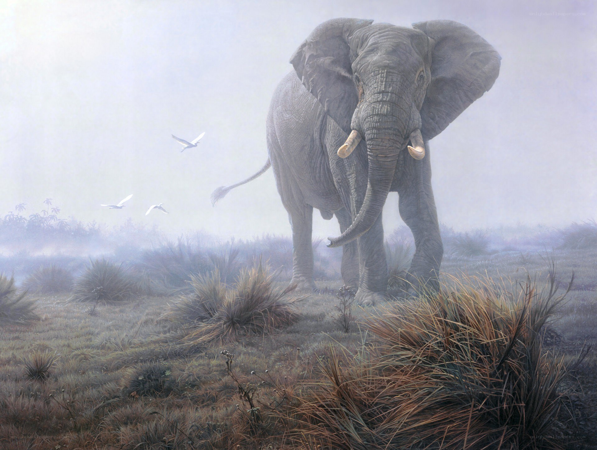 Elephant in the Mist